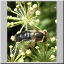 Scaeva pyrastri var. unicolor - Spaete Grossstirnschwebfliege w01.jpg